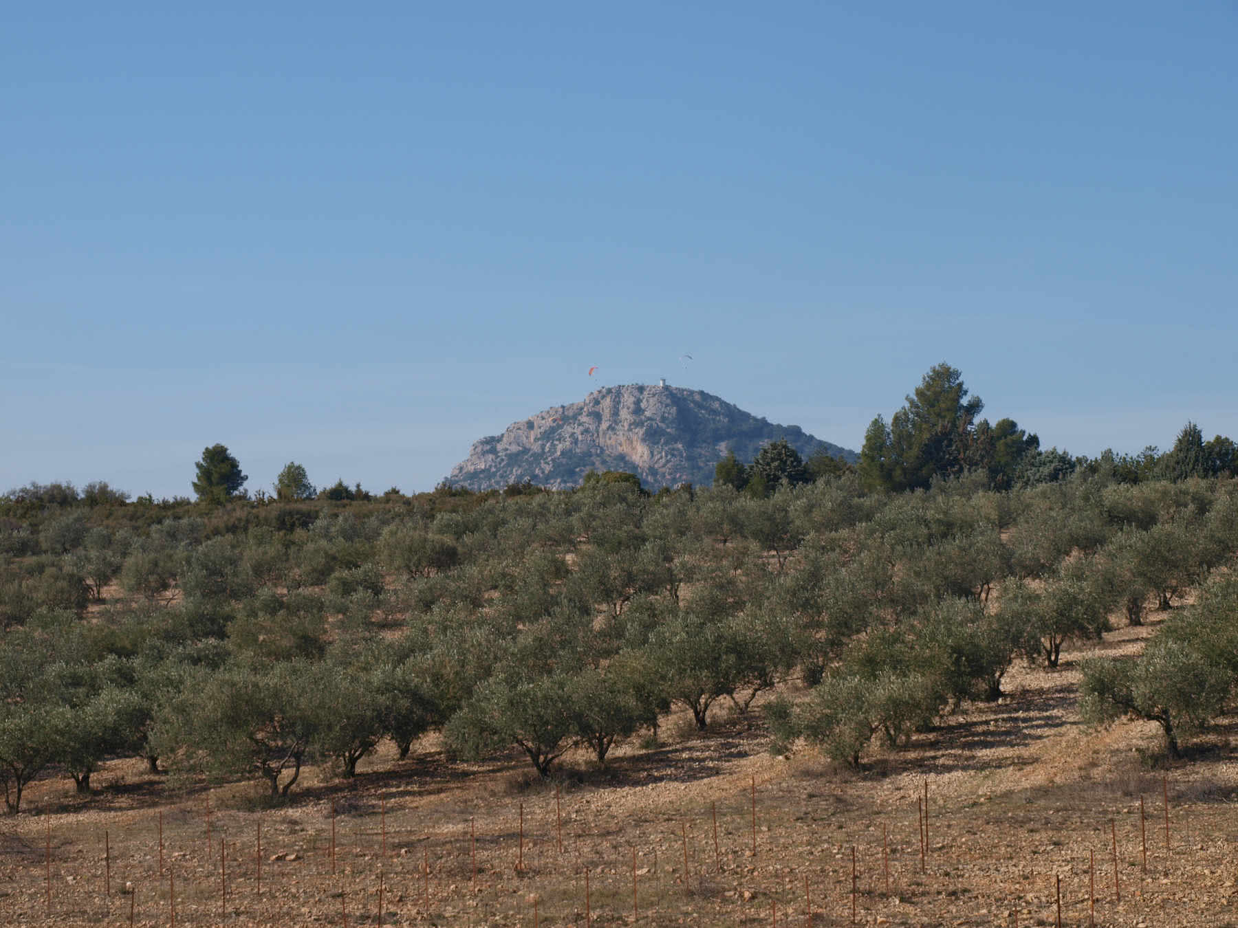 Oliveraie du Clos Romain avec vue sur le Pic de Vissou